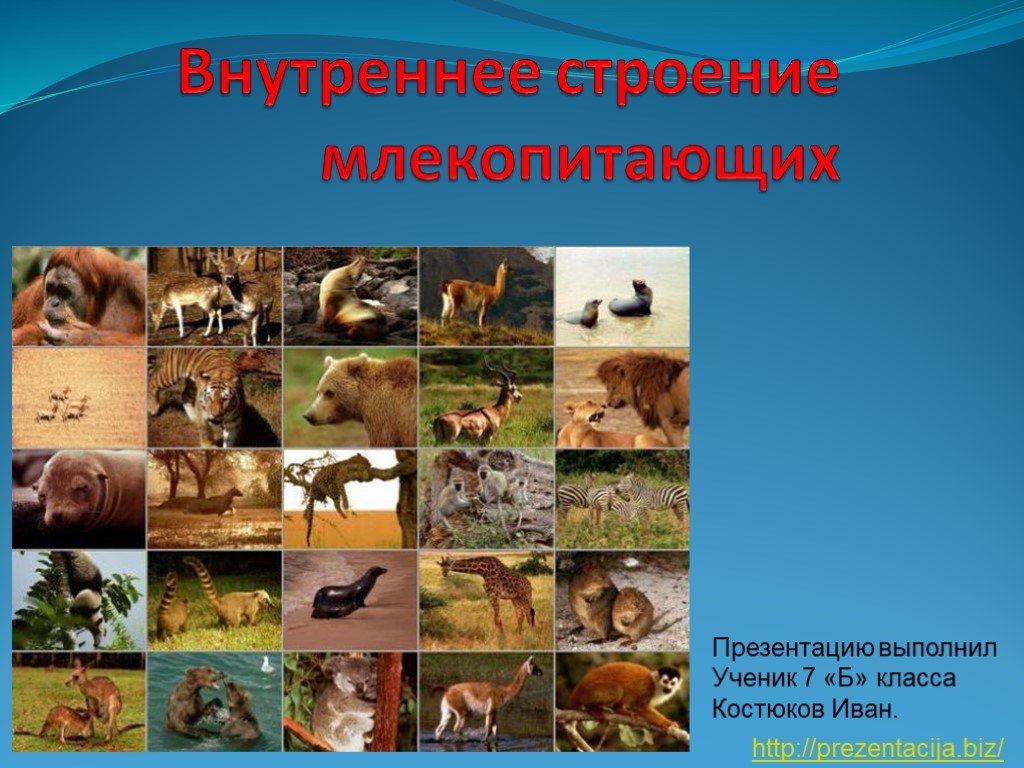 Заказать даркнет